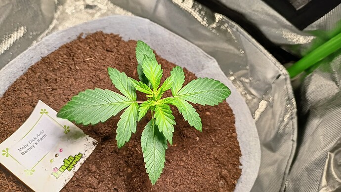 Growreport Bild 6