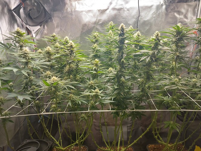Growreport Bild 4