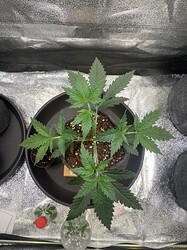 Growreport Bild 4
