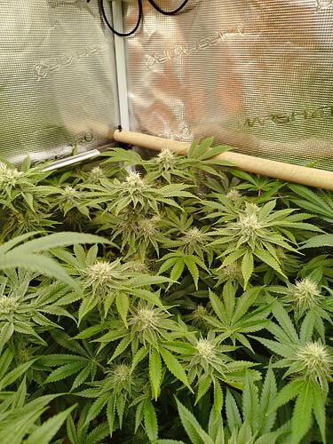 Growreport Bild 4