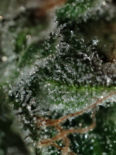Growreport Bild 70