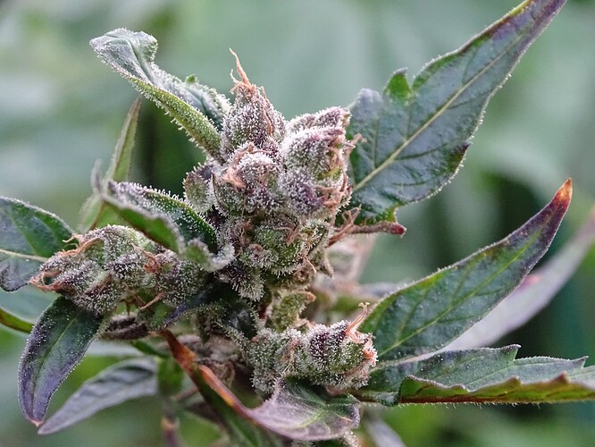 Growreport Bild 16