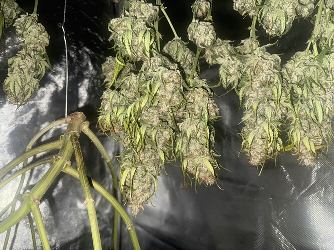 Growreport Bild 19
