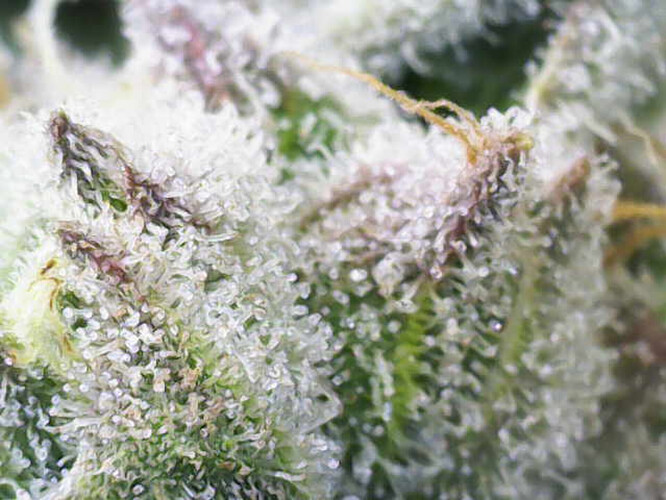 Growreport Bild 13