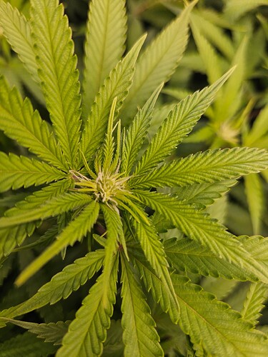 Growreport Bild 7