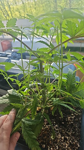 Growreport Bild 4