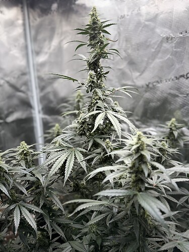 Growreport Bild 32