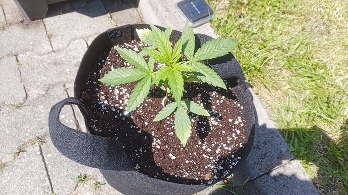 Growreport Bild 2
