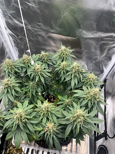 Growreport Bild 1