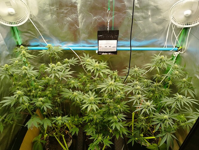 Growreport Bild 2