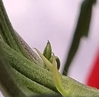 Growreport Bild 8