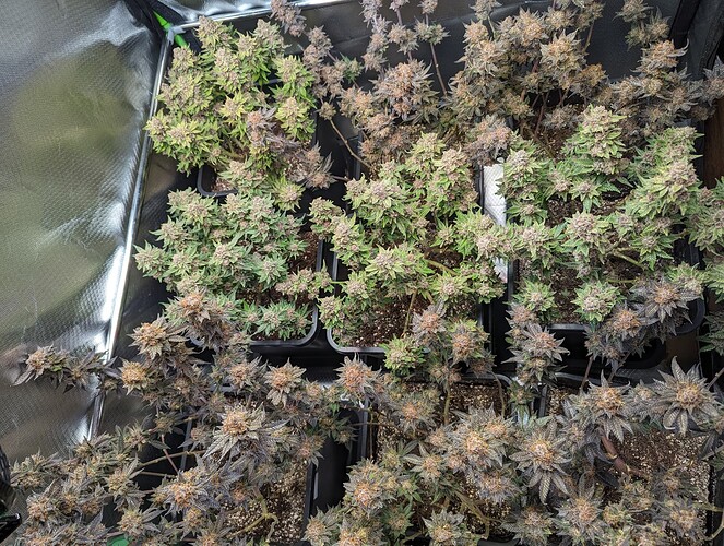 Growreport Bild 1