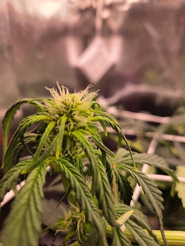 Growreport Bild 2