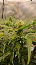 Growreport Bild 29