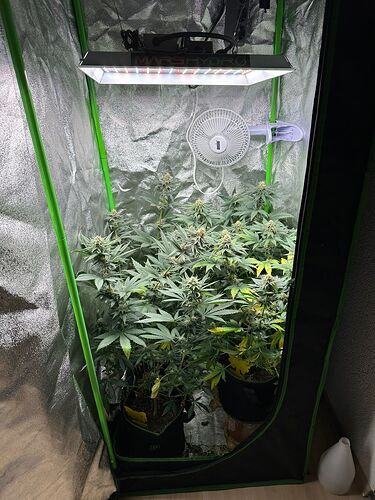 Vier Cannabispflanzen in der Blütephase in einem Growzelt mit Mars Hydro LED-Beleuchtung und einem Ansio-Ventilator.