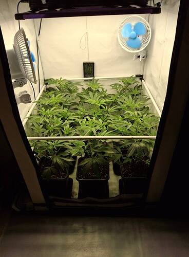 Growreport Bild 40