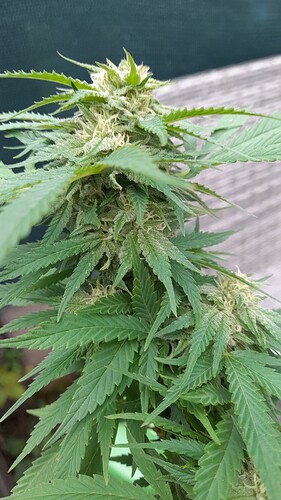 Growreport Bild 8