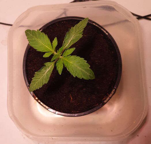 Growreport Bild 4