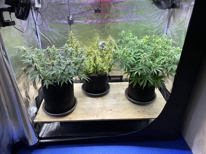 Growreport Bild 46