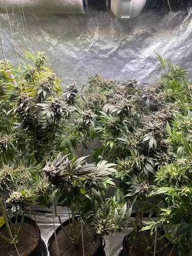 Growreport Bild 5