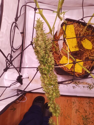 Growreport Bild 8