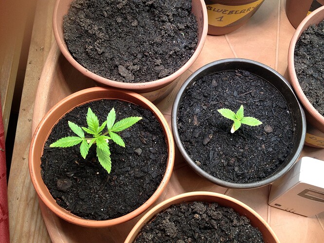 Growreport Bild 7