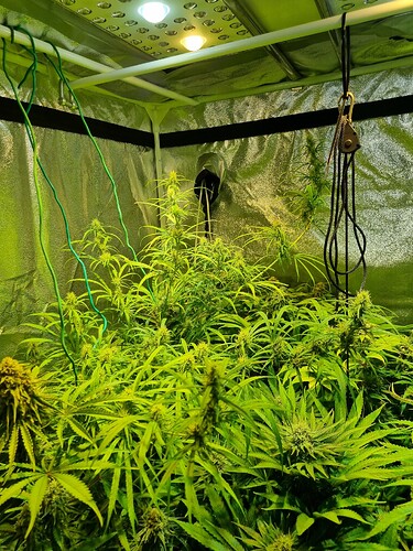 Mehrere blühende Cannabispflanzen in einem Zelt unter LED-Beleuchtung, mit sichtbaren Trichomen und Blütenansätzen.