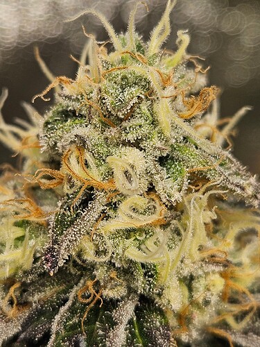 Growreport Bild 9