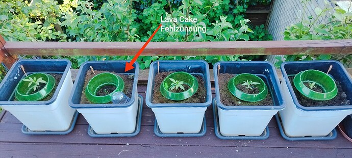 Growreport Bild 15