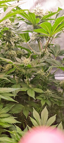 Growreport Bild 28