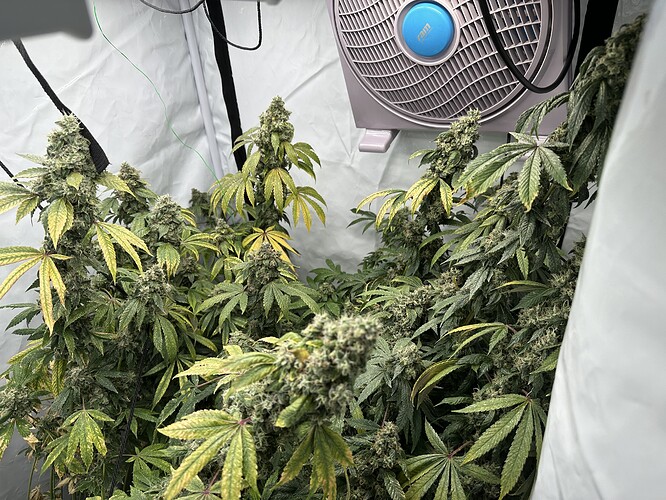 Growreport Bild 4