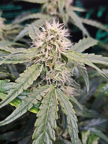 MVIMG_20251110_190317