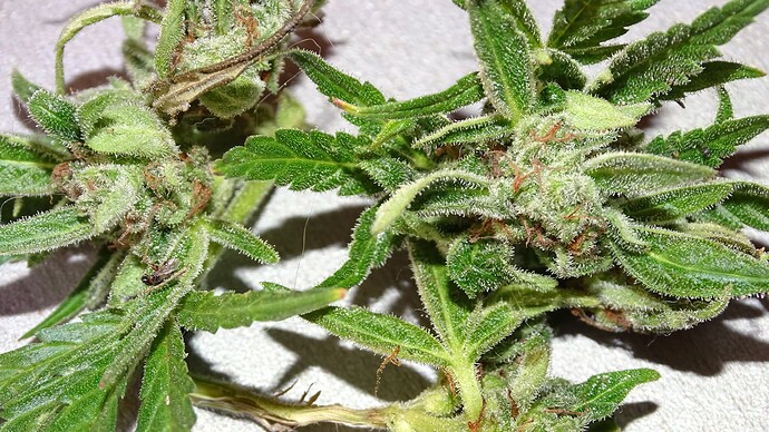 Growreport Bild 6