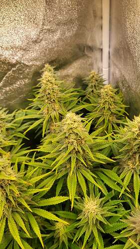 Growreport Bild 4