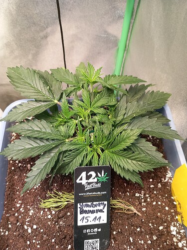 Growreport Bild 14