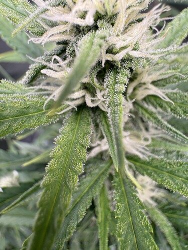 Growreport Bild 26