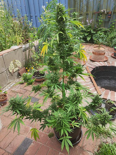 Growreport Bild 1
