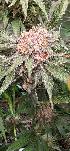 Growreport Bild 80