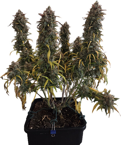 Growreport Bild 5
