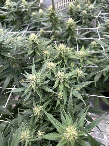 Growreport Bild 55