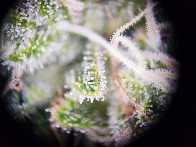 Growreport Bild 29