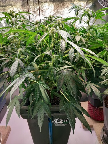 Growreport Bild 3