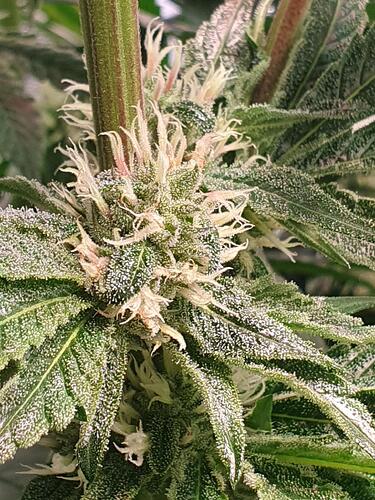 Growreport Bild 3
