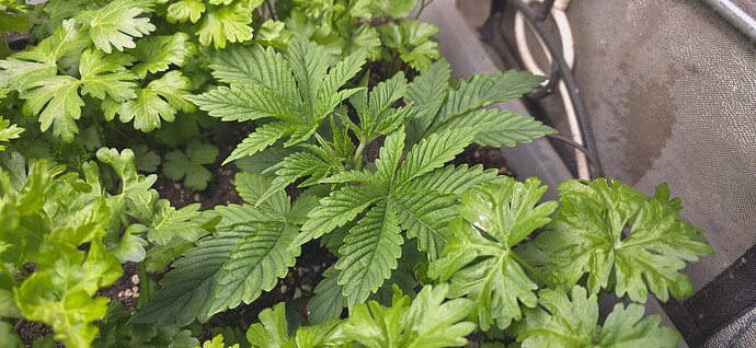 Growreport Bild 13