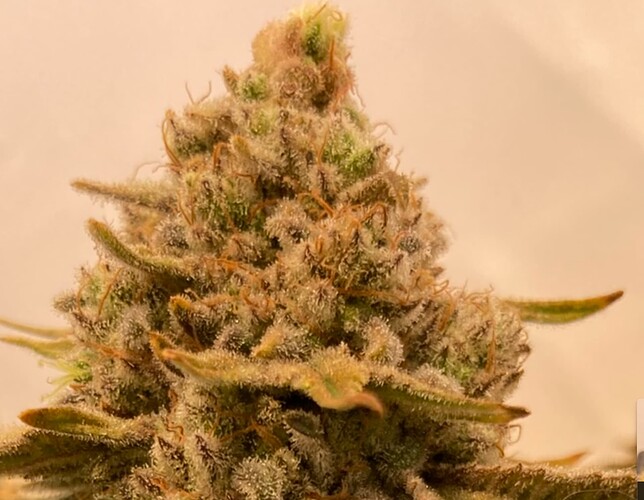 Growreport Bild 9