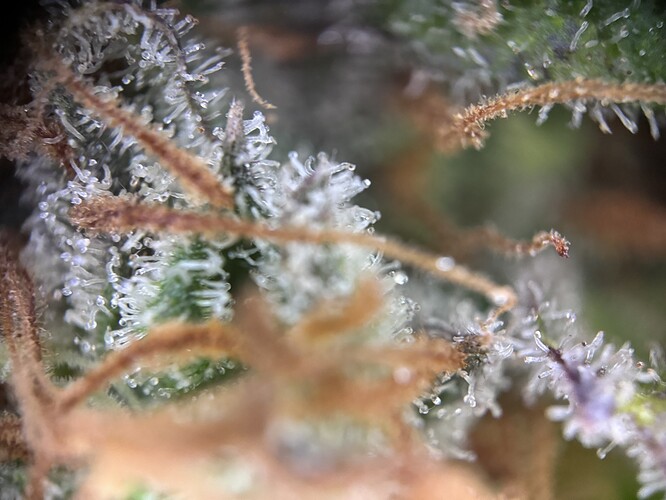Growreport Bild 4