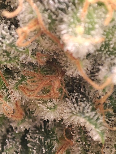 Growreport Bild 44