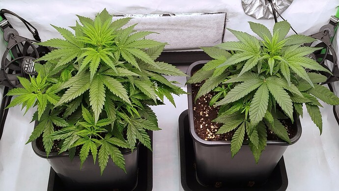 Zwei Cannabis-Pflanzen in schwarzen Töpfen in einer Growbox, links die Bruce Banner und rechts die Mandarine XL.