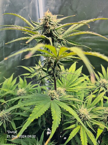 Growreport Bild 4