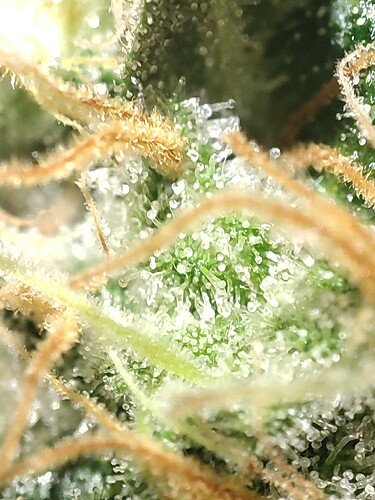 Growreport Bild 104